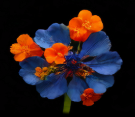 intellectual property of Lukas Ruoff