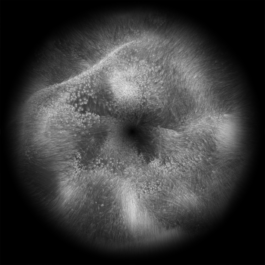 intellectual property of Lukas Ruoff